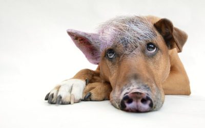 Der Schweinehund, der in jedem steckt
